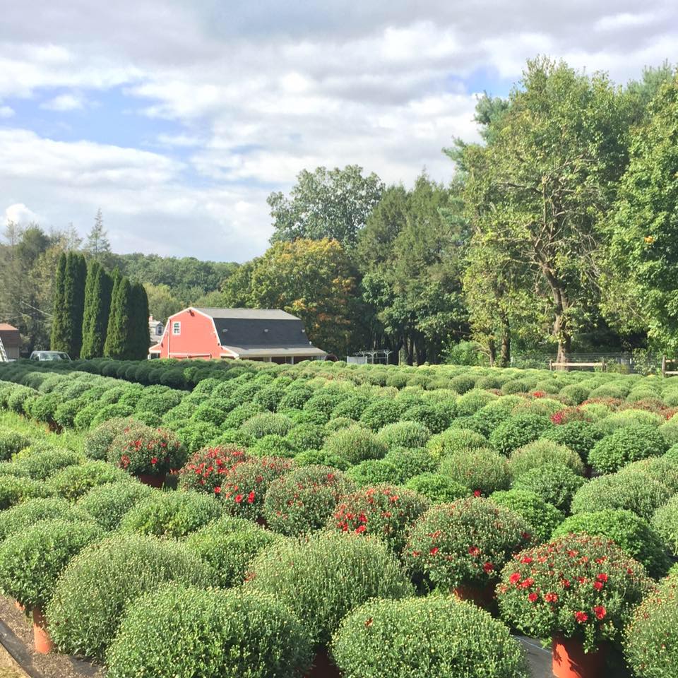 Sunflower Farm Visit CT